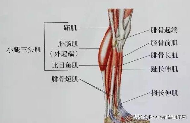 改善大腿粗腿型的动作学生,小腿粗壮如何穿搭变细腿