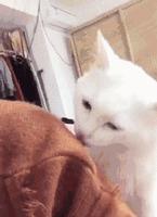 猫咪被陌生的狗舔了什么感受,被猫咪舔手指头是什么感觉