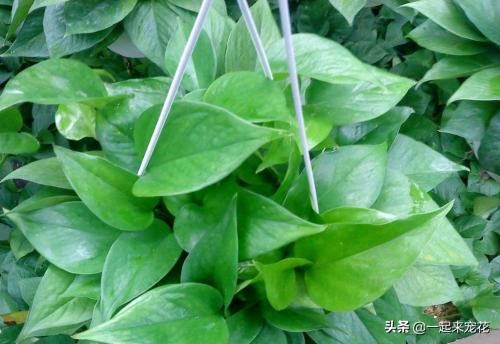 绿萝要怎么浇水才是绿油油的叶子,绿萝怎么养能叶子长得又大又肥