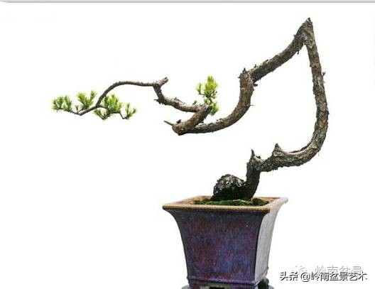 素仁格与文人树,你怎么看?