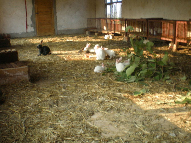 是你听神说的吗，养兔是一个利润极高的创业项目，我是不相信的