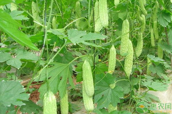 苦瓜不结瓜的原因及预防方法,如何预防苦瓜开裂