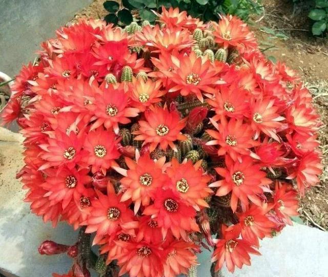 仙人球名贵品种图片大全,仙人球奇形怪状