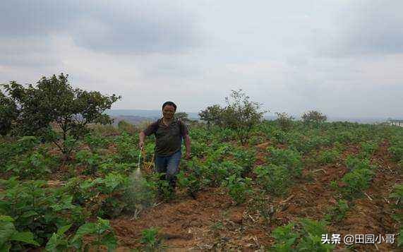 桑树黑枯病用什么防治,桑树烂头病的治疗方法