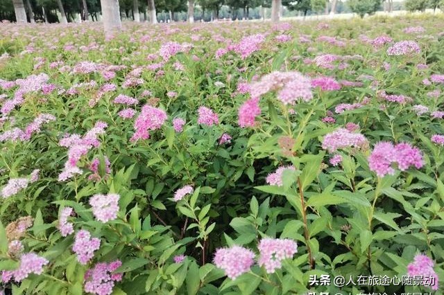 南京面积最大的公园，美不胜收却被游客忽略