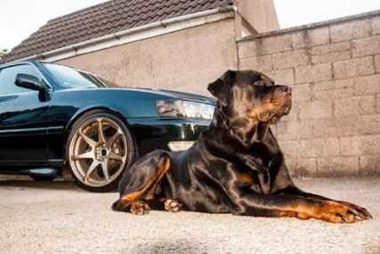 卡斯罗和罗威纳哪个适合家庭犬,帅气的罗威纳