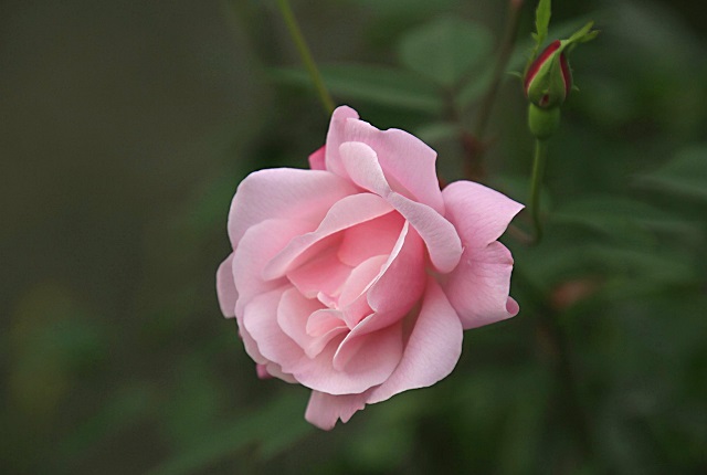 一包蔷薇硝，竟引发一场危机和闹剧出来，这真的是赵姨娘的错吗？