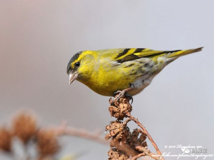 和鸟交谈,怎样和鸟交流沟通