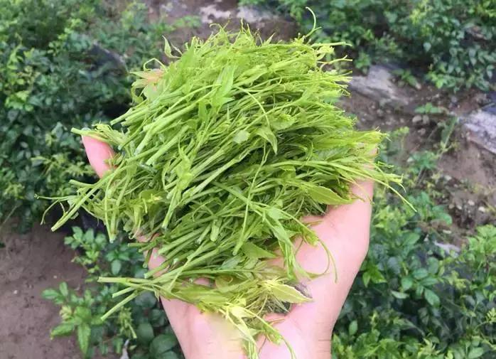 湖南张家界莓茶真的那么好吗,张家界莓茶简单介绍