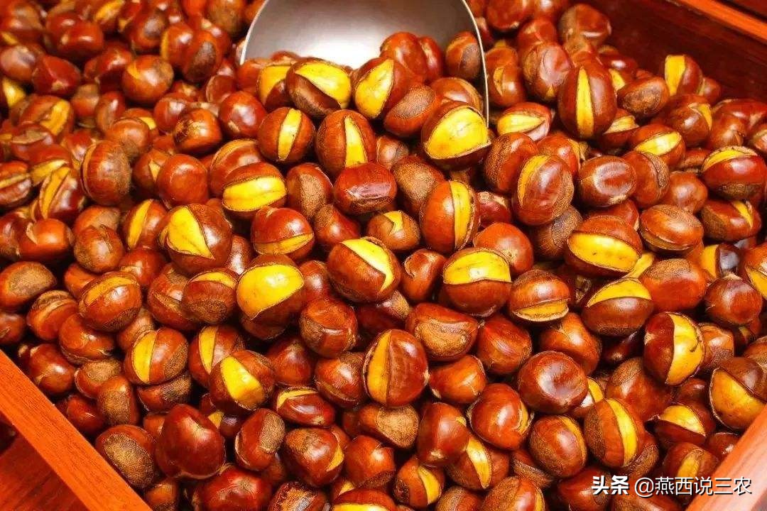 连续3年遇滞销，如今40万斤完全成熟，还未上市却跌成白菜价