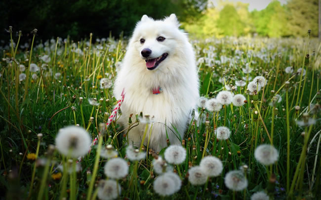 世界最聪明的狗狗排名,世界猛犬排名前十的狗狗品种