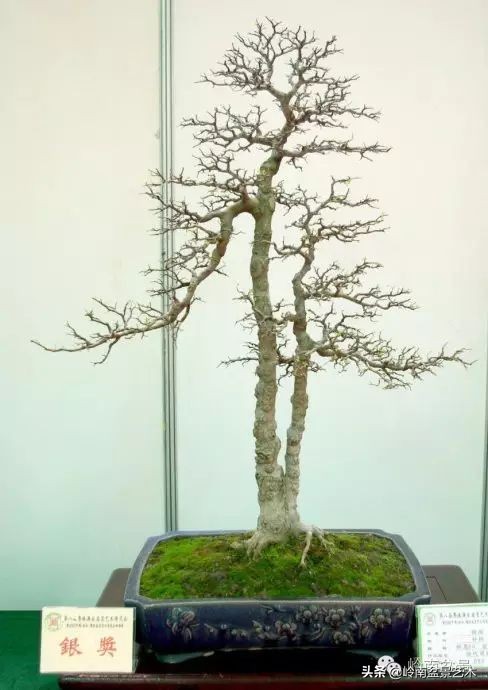 双干树,双干型果树