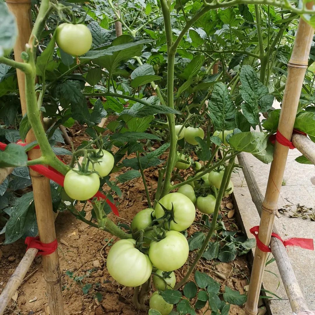 南京江宁晓庄实验小学官网,南京晓庄学院附属小学办学理念