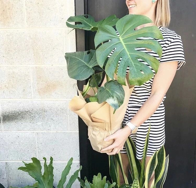 水培龟背竹黄叶后怎么处理干净,龟背竹黄叶怎么补救最佳方法