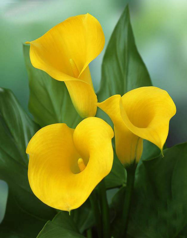 马蹄莲夏季怎么养才能开花快,马蹄莲怎样养才能爆花