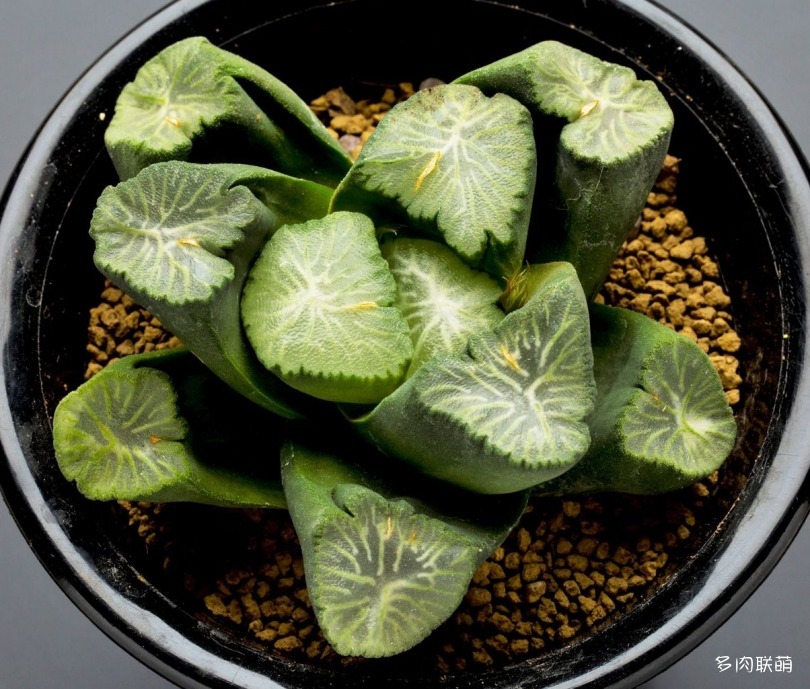 多肉玉露寿的品种图鉴,日本十大耐阴多肉