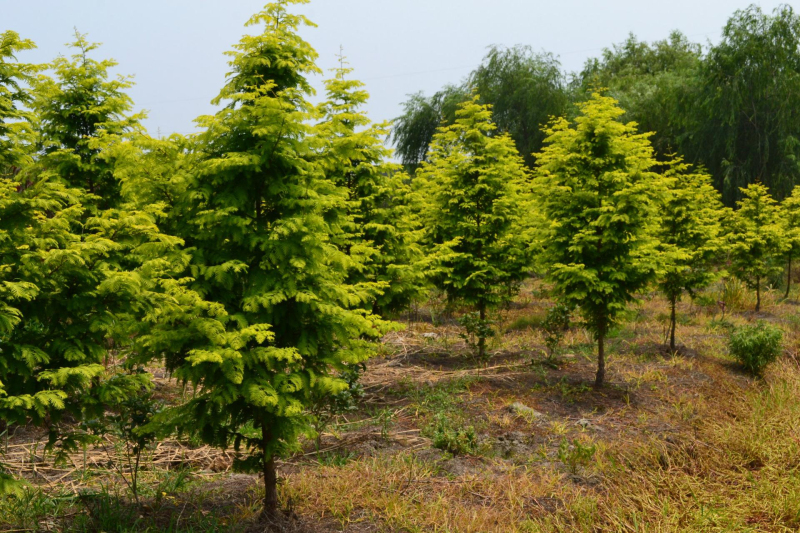 金叶水杉和水杉哪个好养活,金叶水杉新栽落叶后还发新芽吗