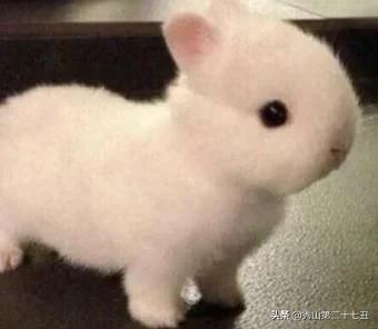 兔兔几天不喝水会有事吗,为什么兔兔不能喝水