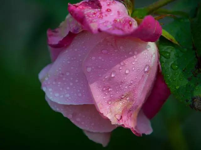 至爱之花,至爱之花歌曲