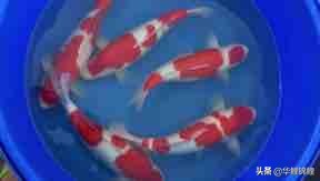 养日本锦鲤加海盐，我们到底能不能加食盐？