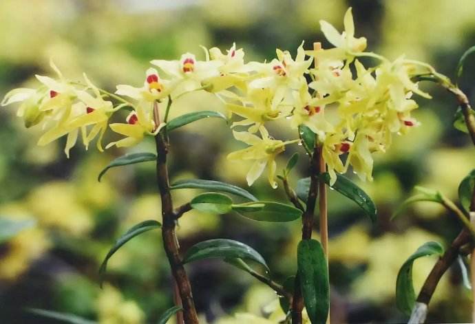 养的花不生长怎么办,养的花不生根是什么原因