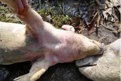 断奶后仔猪腹泻专用药,断奶仔猪腹泻用药配方