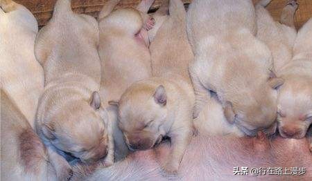 空囊最主要的原因是什么,空窝的原因