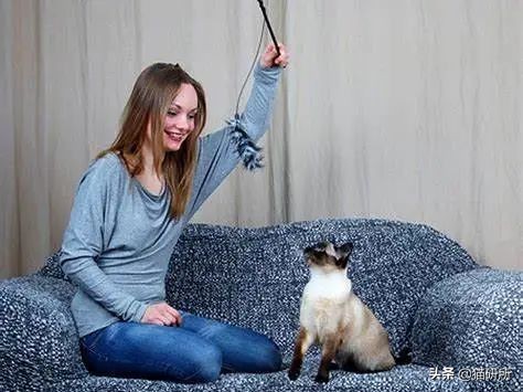 怎样对猫咪猫咪才不会害怕人,猫咪害怕怎么让它有安全感