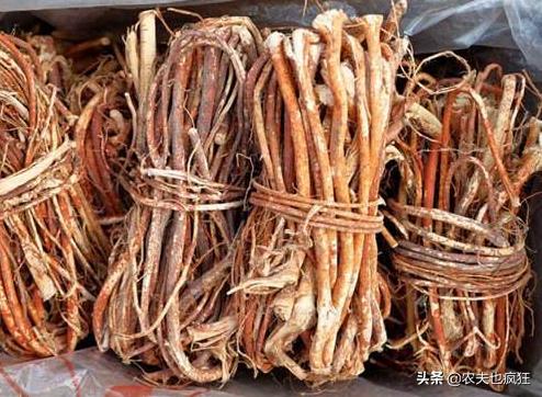 叫桃不是桃，20年前山上很多，如今农民大量种植，10元1斤很畅销