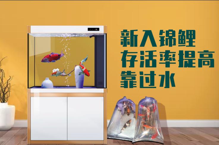 养鲤正能量—新入锦鲤存活率不高怎么办？资深鱼友：过水很重要