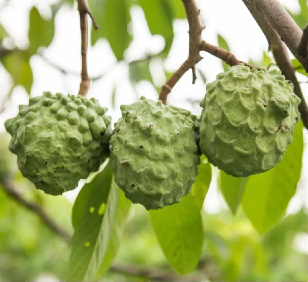 清远冬季水果,清远冬季水果采摘