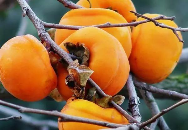 疫情过后一起去吃遍美食,疫情中的美食攻略