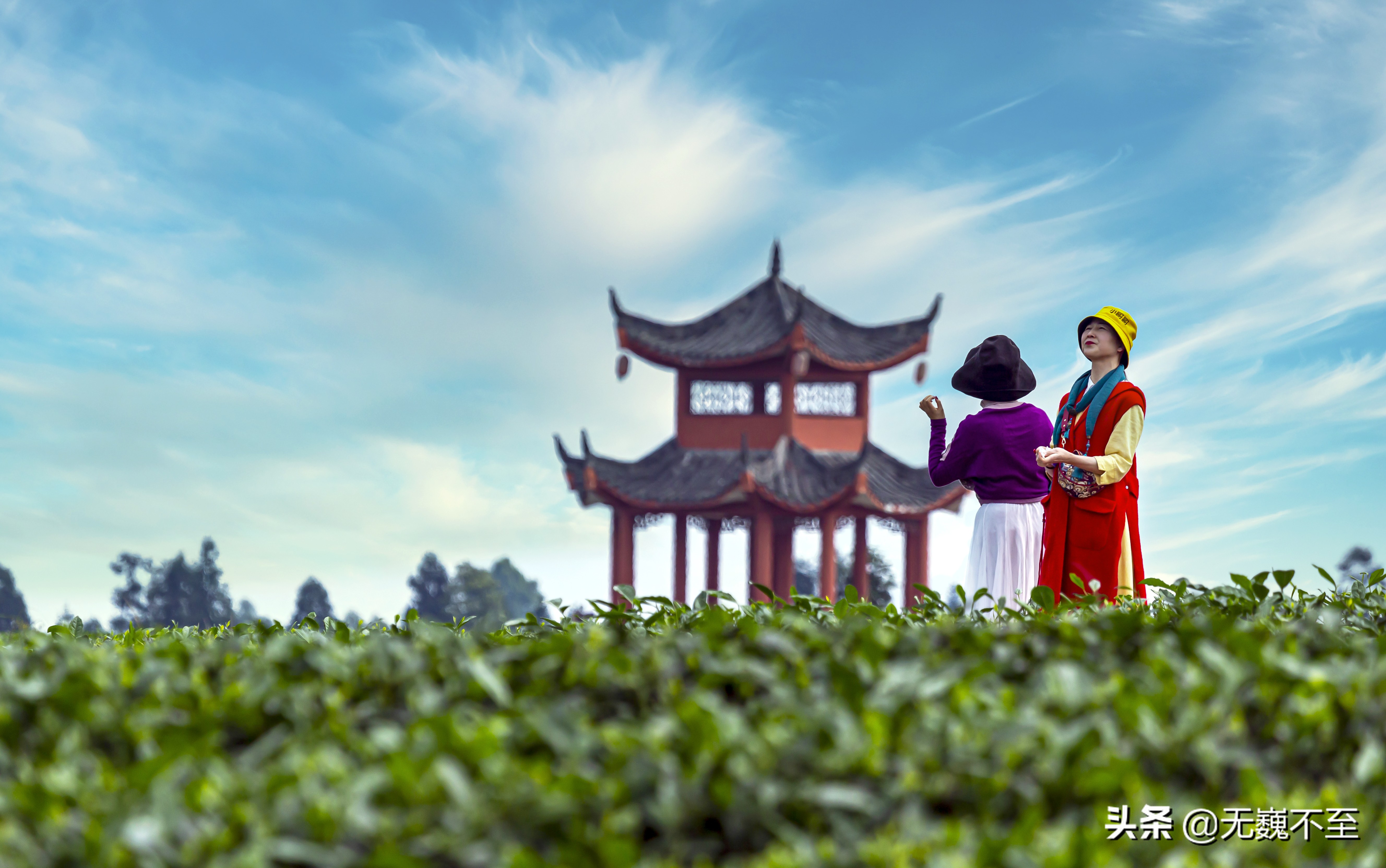 四川雅安牛碾坪万亩观光茶园绿道,雅安旅游景点十大排行榜牛背山