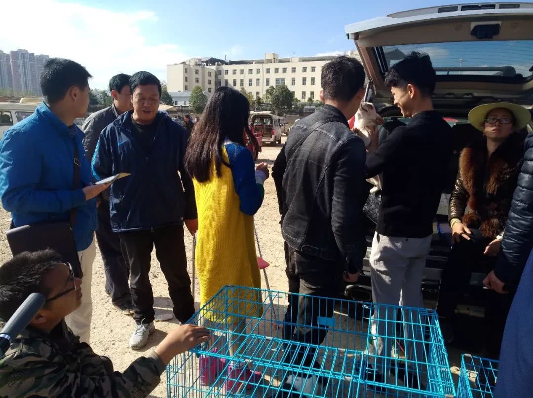 去宠物店买斗牛犬,去狗狗市场买斗牛犬