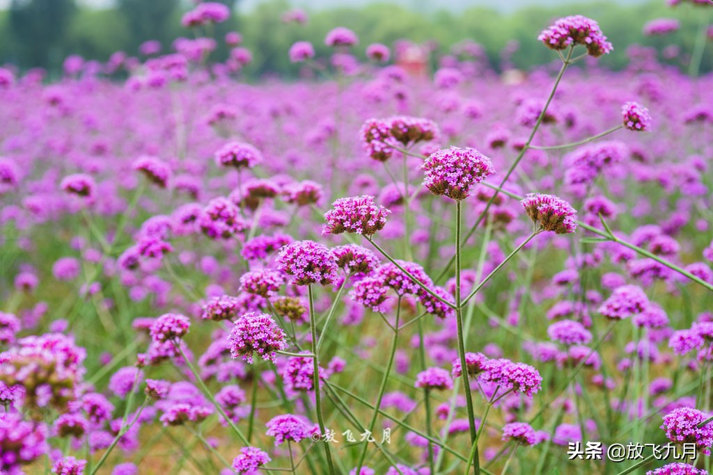北京哪里有薰衣草花海景点,北京附近的六环外薰衣草花海