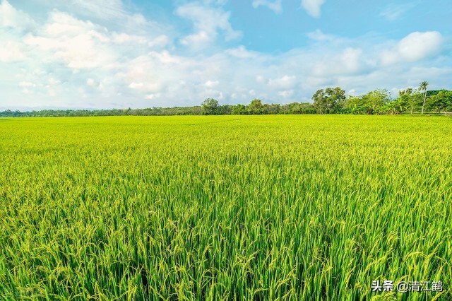 种子销售的前景,种子销售法则
