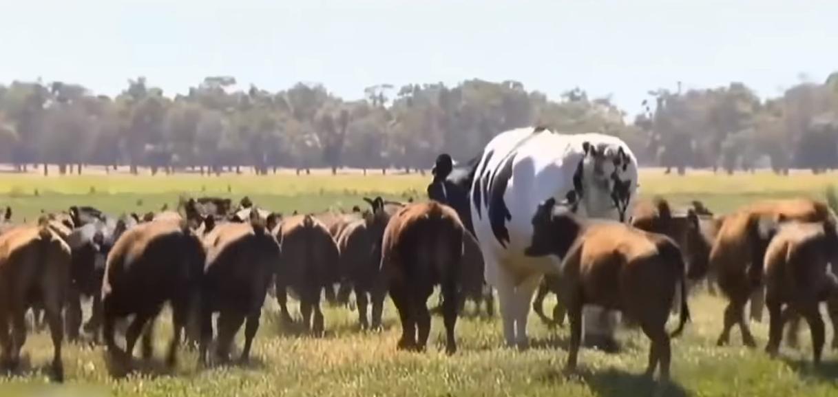 给牛身上开洞,牛身上的洞是怎样开的