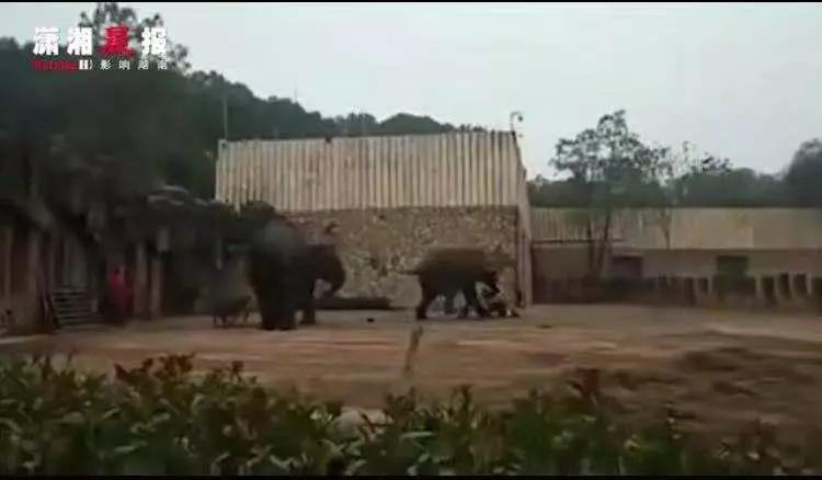 长沙动物园大象踩死驯兽员后续,驯养员被大象踩死背后残酷真相