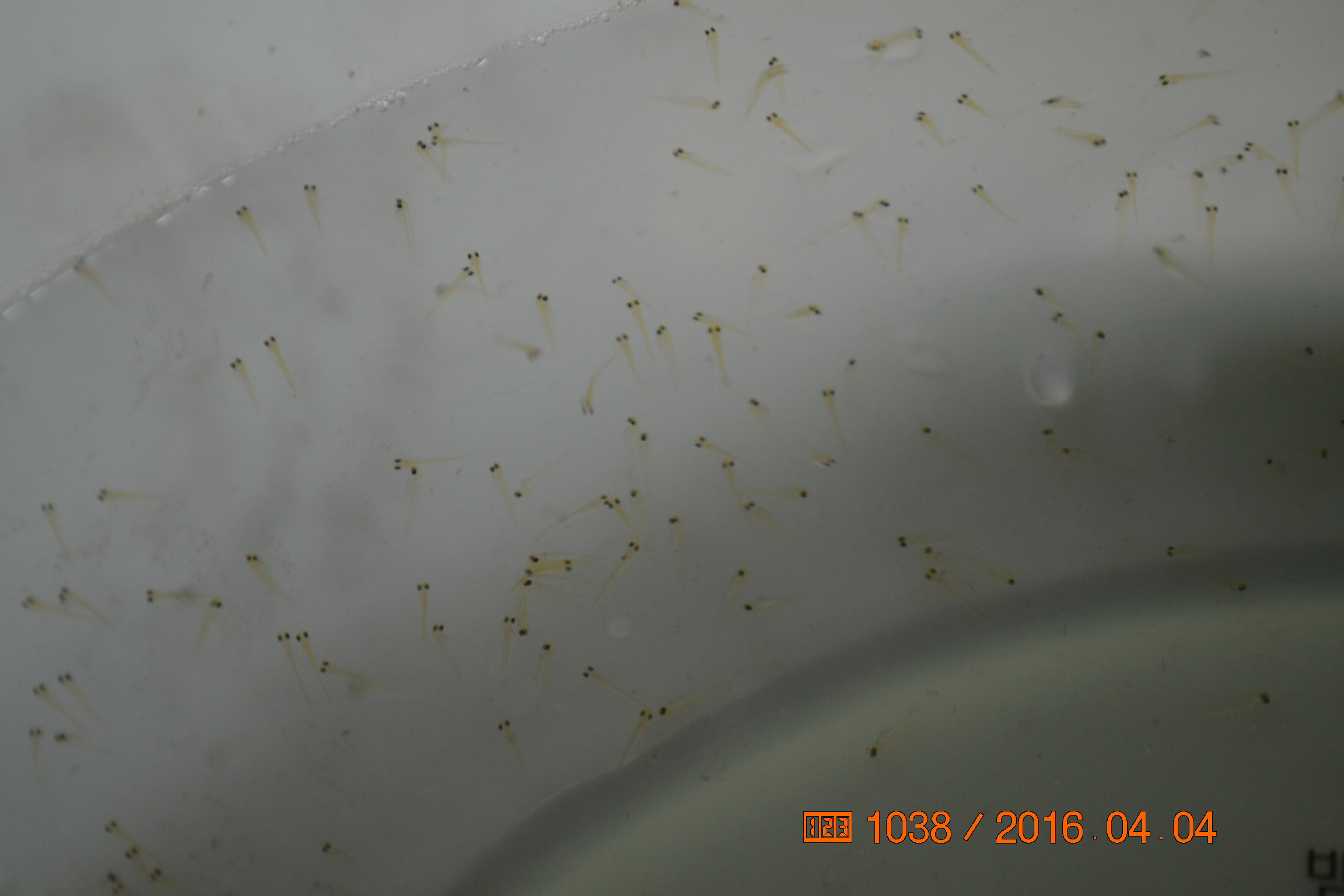 湖南最好的锦鲤养殖基地,湘潭锦鲤养殖