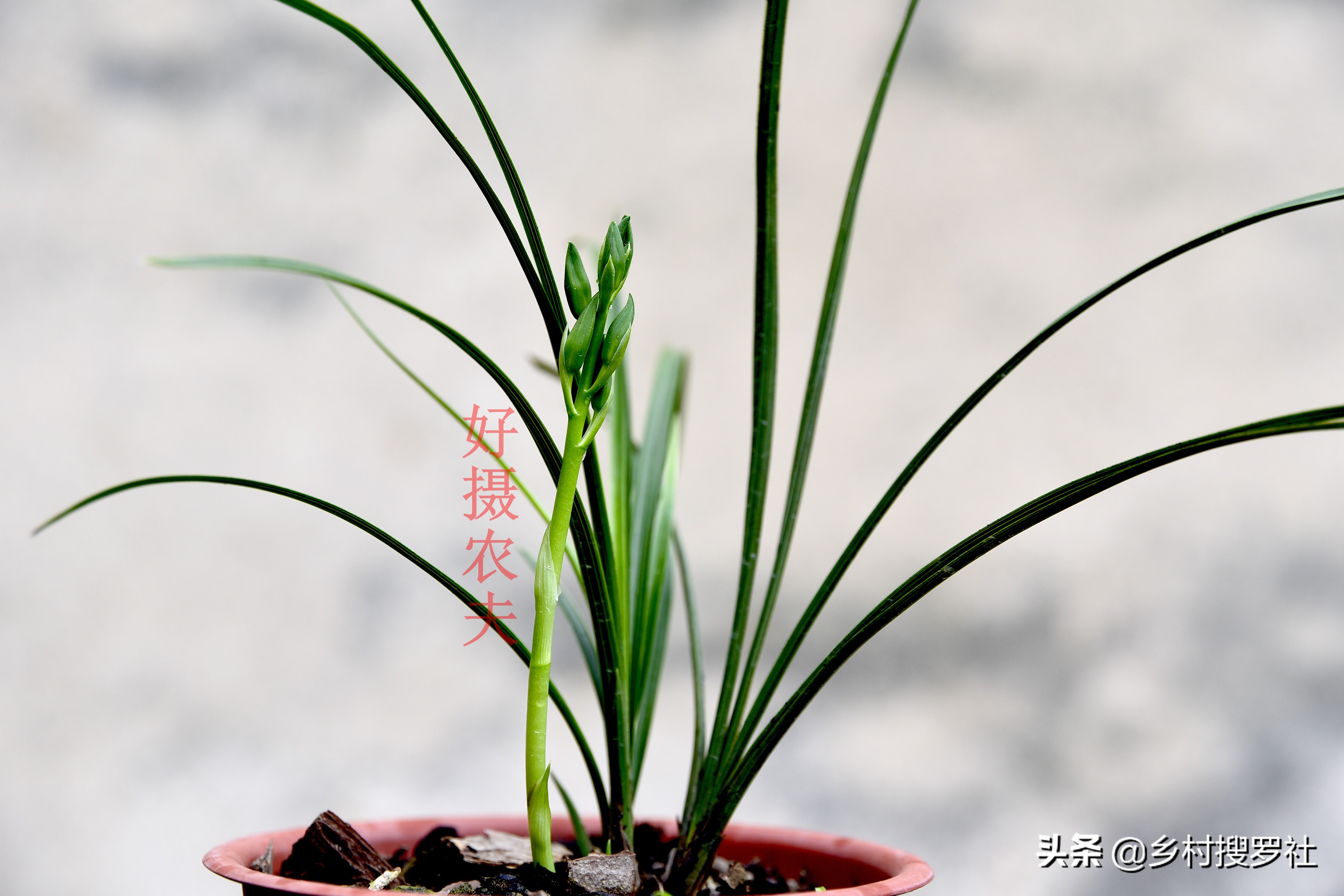 兰花盆里长蘑菇了是怎么回事,兰花盆里长的小虫子怎么办