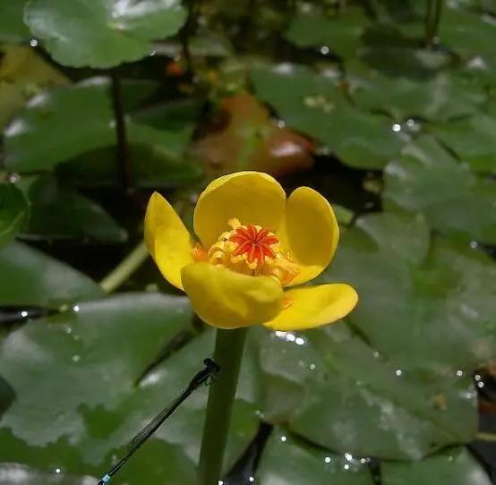 姘寸敓妞嶇墿鑺卞効,姘寸敓妞嶇墿缁挎