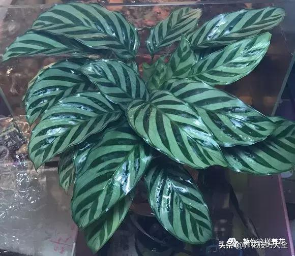 4种耐阴花好看好养活室内也能开,和绿萝长得很像耐阴的植物