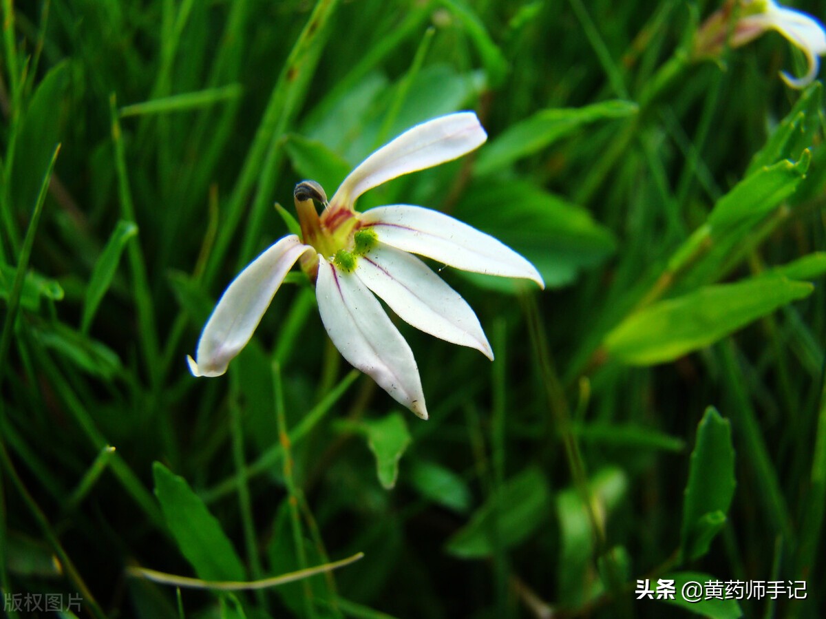 泡毒蛇的祛风中药,治疗十种毒蛇咬伤的应急草药图片