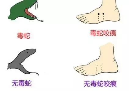 家附近蛇多怎么预防蛇不进屋,有蛇出没的地方怎么预防