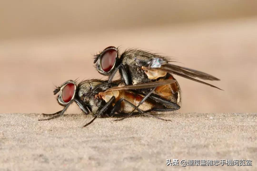 苍蝇对地球也有贡献？