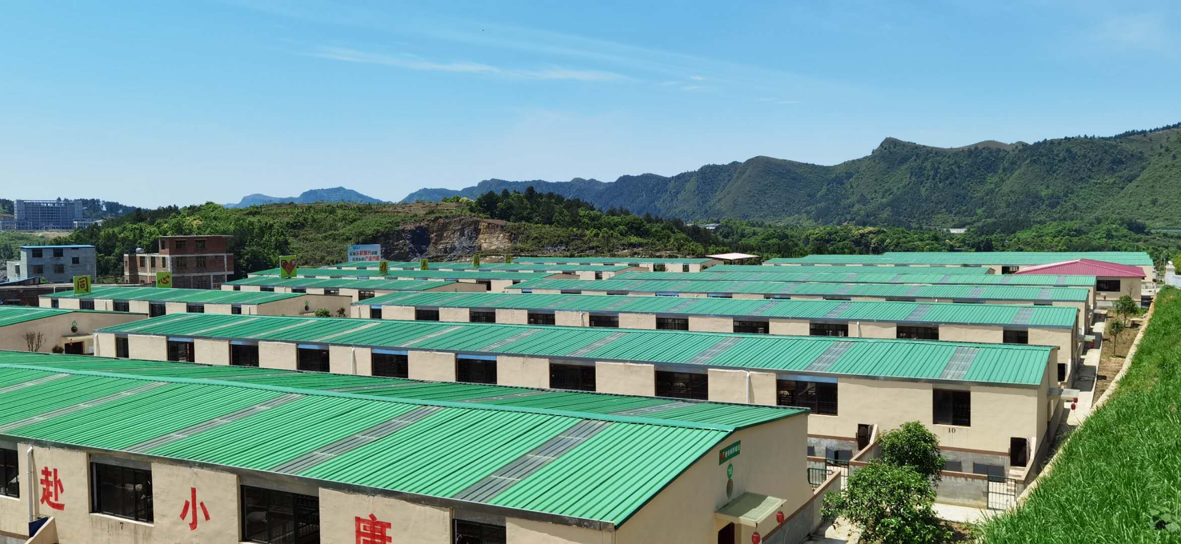 2024年农村养羊能赚到钱吗,致富之路100种赚钱方法养羊