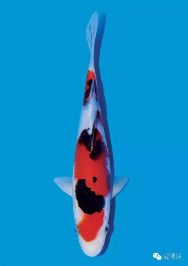 锦鲤碰了受伤了怎么治疗,锦鲤外伤要不要下盐