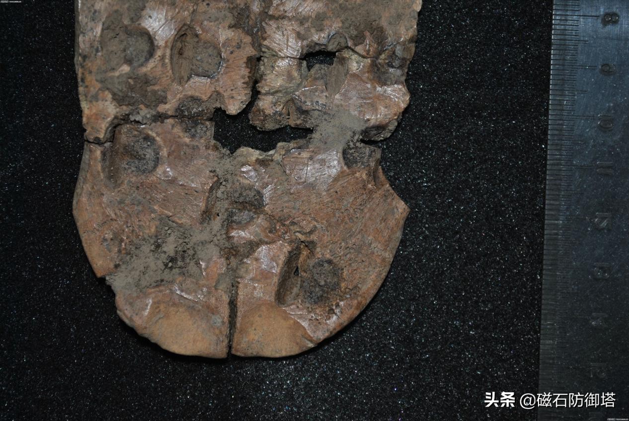 饲养箱爬虫,饲养箱乌龟