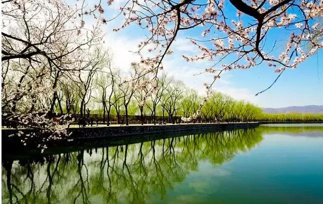 最适合赏花的花,视觉盛宴五种赏花名花供您选择