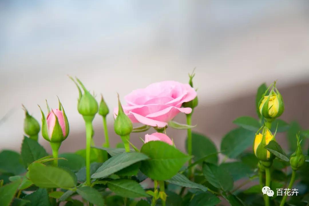 怎么养花才能养得好月季,怎样浇水才能使花更好的生长